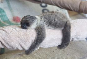 ナマケモノ赤ちゃん公開、白浜アドベンチャーワールド、和歌山