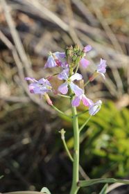 紀南の海岸でハマダイコン開花