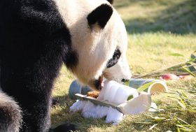 【動画】楓浜に竹筒弁当　体験型展覧会「パンダコパンダ展」開催、和歌山県白浜町