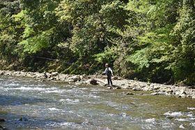 清流にさおを出す釣り人（２日、和歌山県田辺市龍神村丹生ノ川で）