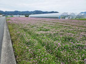 レンゲの種まき、田んぼ募る