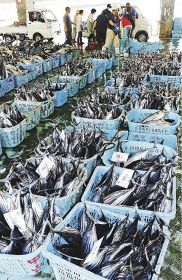 周参見漁港の市場に並ぶカツオ（和歌山県すさみ町周参見で）