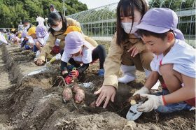 大きい芋に大喜び／みなべ　園児が高校生と収穫