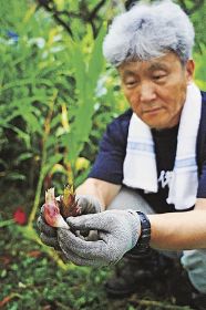 秋ミョウガ収穫最盛期／田辺市秋津川