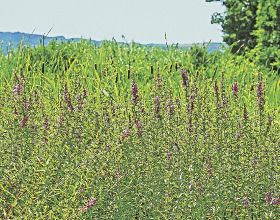 湿地に紫色の花／紀南でミソハギ