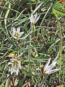 春の光浴び開花／農地でアマナ