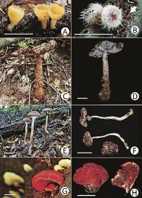 会誌「南紀生物」発行／田辺出身の大学生　黒﨑さん報告