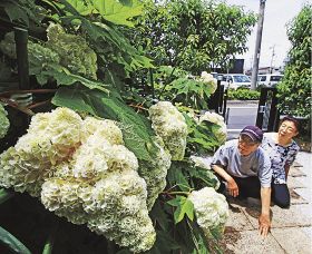 葉はカシワ、花はブドウの房／田辺の田上さん宅／カシワバアジサイ見頃