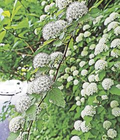 岩地に小さな白い花／イブキシモツケ咲く