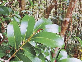 植物ツーショット（１６）／サカキとヒサカキ