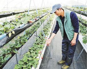 「高設多段」で栽培／上秋津　山本さん／イチゴ収量増目指し