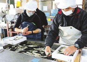 富田川の伏流水で育てました　養殖アユ「味に自信」南紀白浜で出荷始まる、和歌山