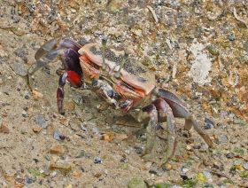 両方のはさみが小さいシオマネキの雌（和歌山県田辺市新庄町で）