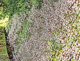 ユキノシタ群生／精妙な形の花咲かす