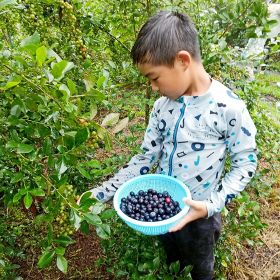 子どもでも簡単に実が採れるブルーベリーの木（和歌山県田辺市で）