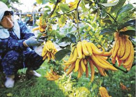 香り高い仏手柑　迎春用、和歌山県田辺で収穫