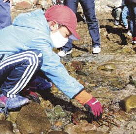 イセエビを海へ放流する児童（和歌山県すさみ町里野で）