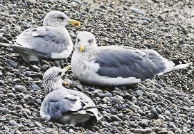 冬鳥のカモメ類飛来／みなべの浜でくつろぐ