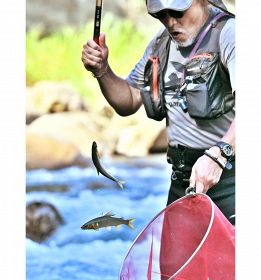 釣り上げたアユをタモ網で受け止める釣り人（２９日、和歌山県田辺市中辺路町栗栖川で）