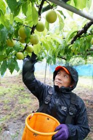 旬のスモモ味わって　和歌山・田辺で収穫始まる