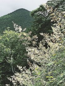  植物ツーショット（１４６）　県自然環境研究会　土永知子／タケニグサとナガミヒナゲシ