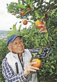 収穫続く　夏の味覚／バレンシアオレンジ／田辺市上秋津