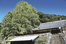 ２３日からライトアップ／古座川町の光泉寺／「子授けイチョウ」