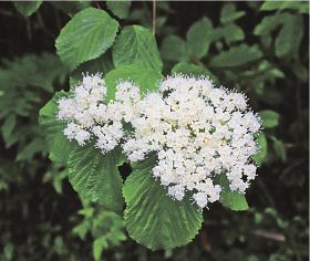 ガマズミが白い花／田辺市伏菟野