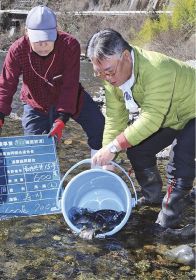 全長２０～２５センチのアマゴを放流する日高川漁協の関係者（２７日、和歌山県田辺市龍神村安井で）