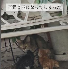 猫への餌やりはすべて迷惑行為？ 野良猫親子めぐるプチ炎上に疑問「捕獲、保護のために有効だった」