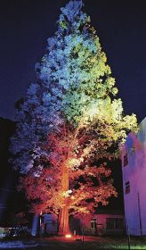 色鮮やかにライトアップされた高さ約３２メートルのメタセコイア（２５日、和歌山県印南町皆瀬川で）