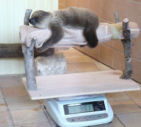 体重を量るナマケモノの赤ちゃん（１日、和歌山県白浜町で）