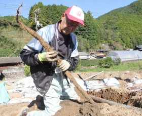 ジネンジョ収穫始まる　「翔龍祭」でも販売、和歌山県田辺市龍神村