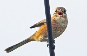 モズが高鳴き　電線から縄張り主張　和歌山県紀南地方