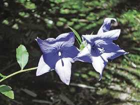 植物ツーショット（１８）　県自然環境研究会　土永知子／キキョウとアサガオ