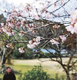 ピンクの花で山里彩る／古座川　カワヅサクラ