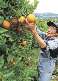 初夏の味覚　収穫期／田辺市上秋津／バレンシアオレンジ