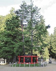 植物ツーショット（１６１）／県自然環境研究会　土永知子／ゴヨウマツと三鈷の松