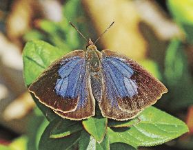 春の陽気に誘われ／チョウがひらひら