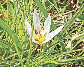 春の日差し浴び開花／あぜ道でアマナ