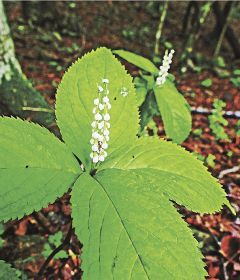 フタリシズカ咲く／紀南の山間に白い花