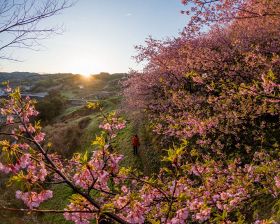 古道彩る早咲きサクラ　三栖王子そばで見頃、和歌山県田辺市