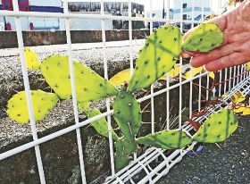 駐車場に「ど根性サボテン」　田辺の釣具店