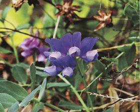 ハマエンドウ／紫色の花咲く／田辺市天神崎の海岸