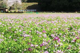 田一面に花を咲かせているレンゲ（和歌山県上富田町生馬で）