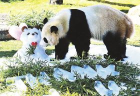 【動画】パンダに雪だるまプレゼント　バレンタインデー、和歌山県白浜