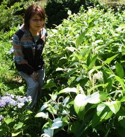 葉の一部が白くなり、見頃となったハンゲショウ。敷地内にはアジサイも咲いている（和歌山県田辺市上秋津で）