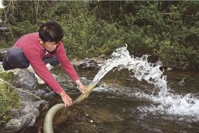 アユの遡上が低調／南部川／例年より遅く、少ない