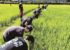 中学生が草取り／龍神村　田んぼアート