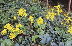 鮮やかな黄色の花／海岸沿いでツワブキ